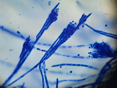 Dirección, horario, teléfono y opiniones de Molecular Diagnostics Laboratorios en Azcapotzalco