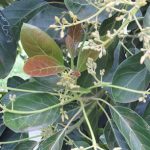 Dirección, horario, teléfono y opiniones de Laboratorios Beltec Quimica Agricola Alimentos en Uruapan