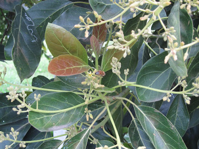 Dirección, horario, teléfono y opiniones de Laboratorios Beltec Quimica Agricola Alimentos en Uruapan